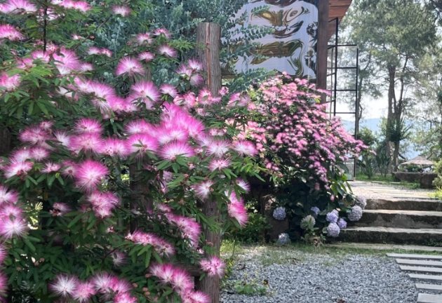 合歡花副作用
