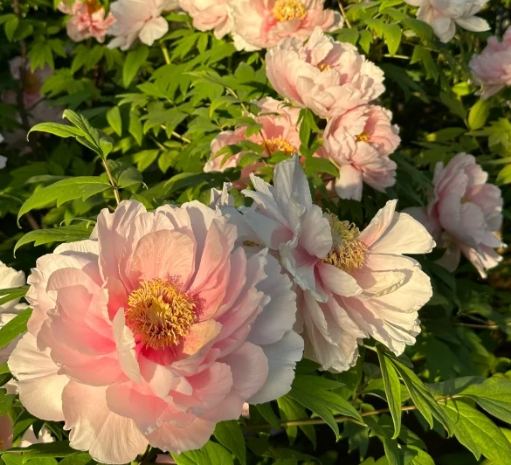 芍藥牡丹比較 芍藥牡丹比較