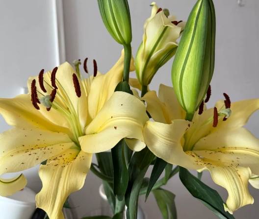 延長百合花期