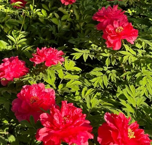 牡丹花栽培