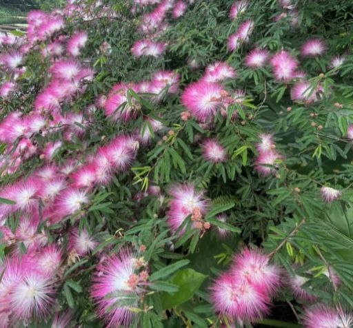 合歡花季節