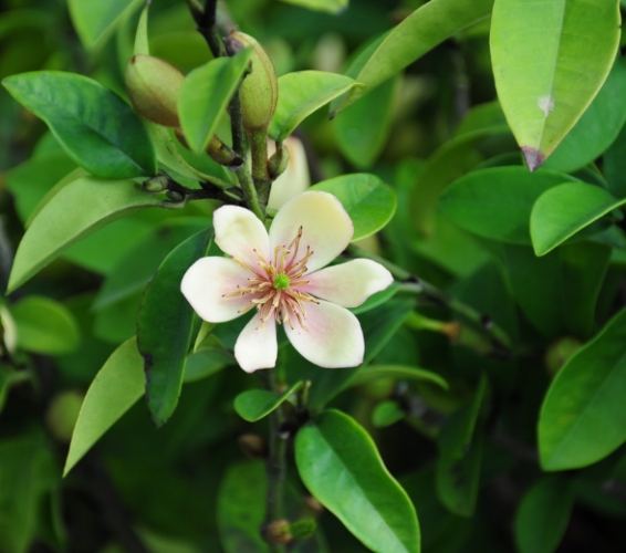 含笑花種植