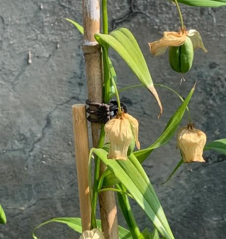 燈籠花養護