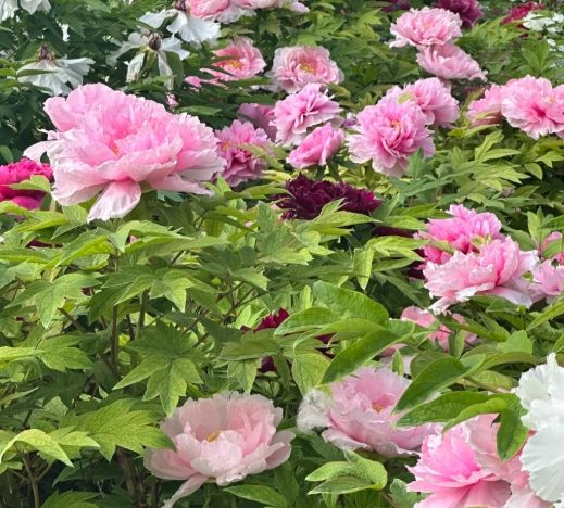 牡丹花养护