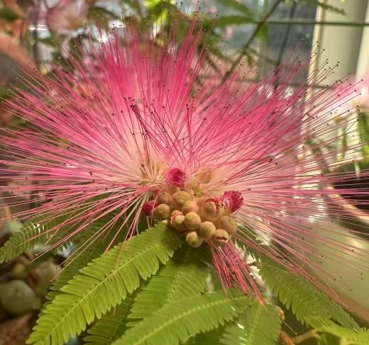 台灣合歡花 台灣合歡花