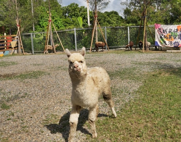 寵物友善親子樂園 寵物友善親子樂園