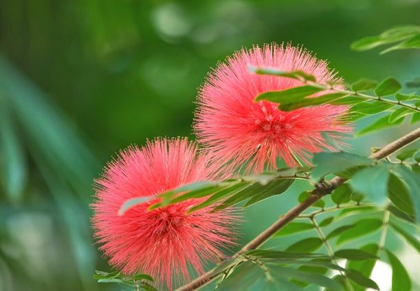 合歡花用途