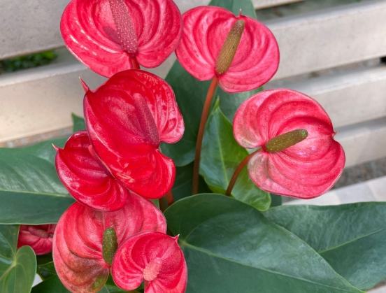 火鶴花安全種植 火鶴花安全種植