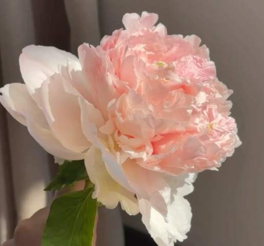 牡丹花栽培