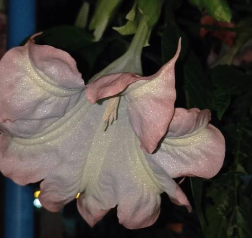 曼陀羅花毒性 曼陀羅花毒性
