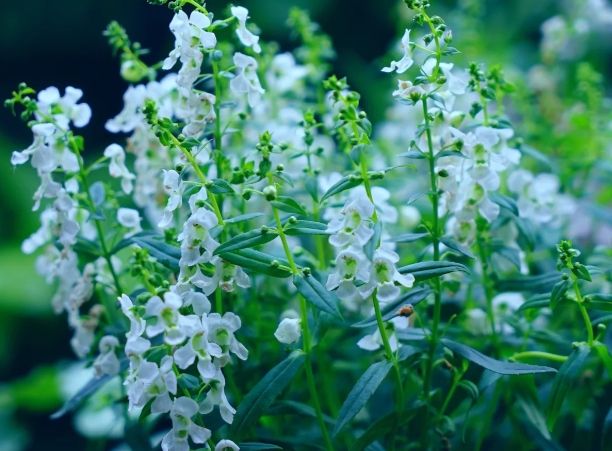 天使花寓意