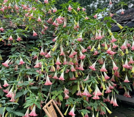 曼陀羅花毒性 曼陀羅花毒性