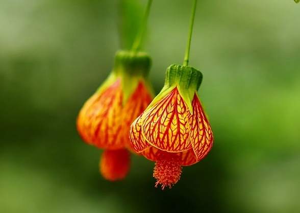 燈籠花種植