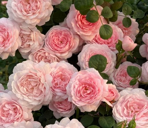 月季花美容 月季花美容