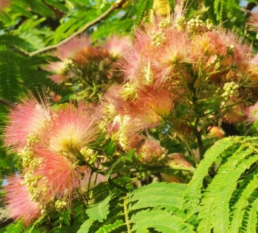 合歡花識別 合歡花識別