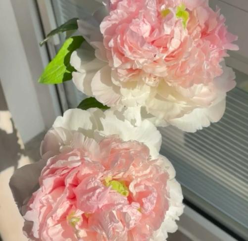 牡丹花养护