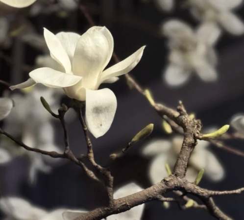 木蘭花品種