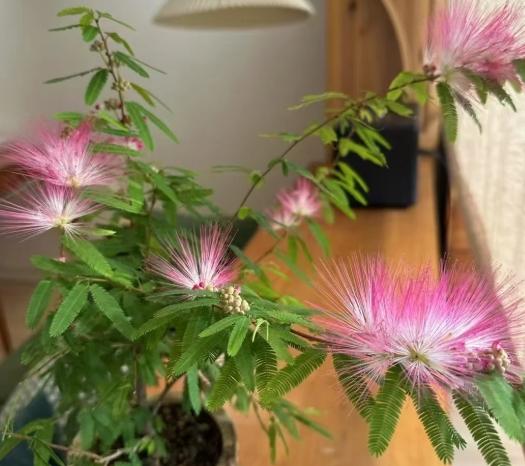 合歡山賞花
