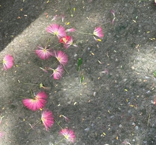台灣合歡花 台灣合歡花