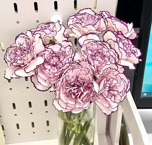 康乃馨花開時間 康乃馨花開時間