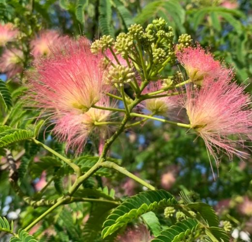 合歡花識別 合歡花識別
