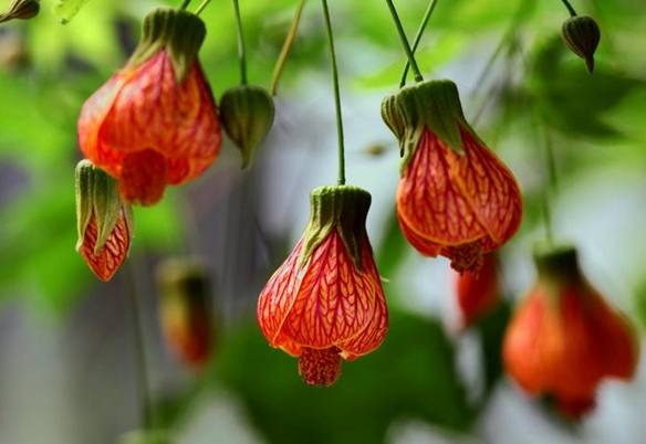 燈籠花開花時間 燈籠花開花時間