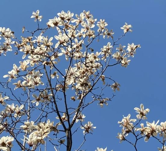 木蘭花品種