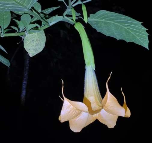 曼陀羅花毒性 曼陀羅花毒性