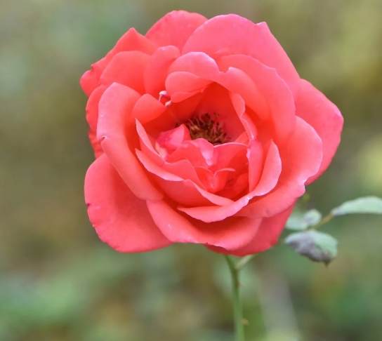 月季花養護