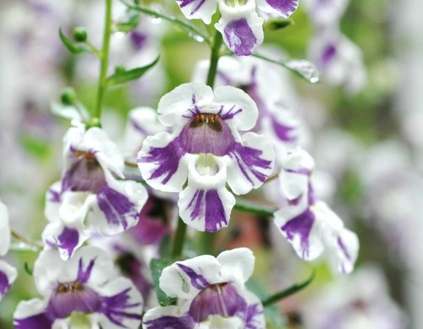 天使花養護 天使花養護