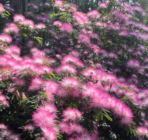 合歡花用法