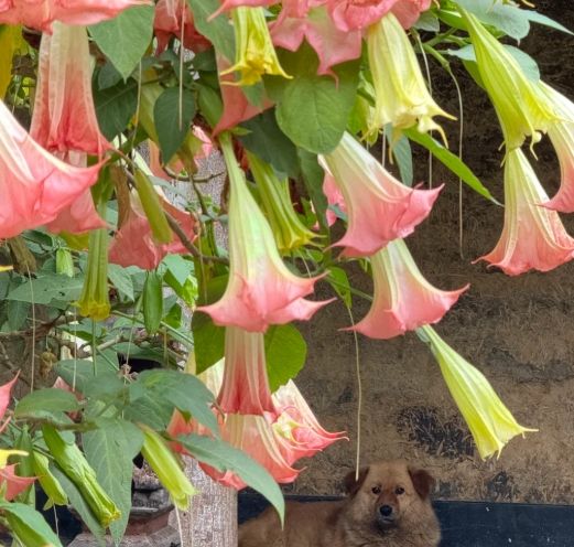 曼陀羅花毒性 曼陀羅花毒性