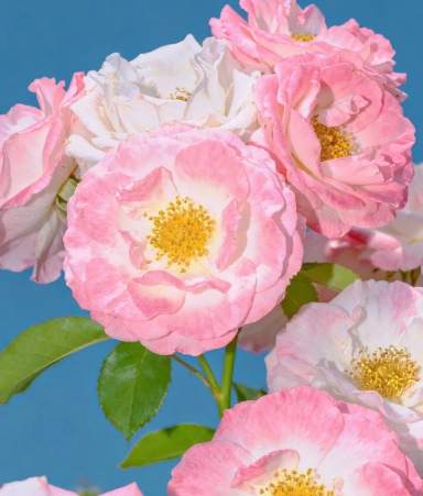 月季花藥用 月季花藥用
