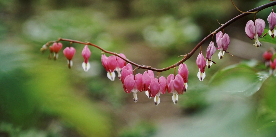 燈籠花種植 燈籠花種植