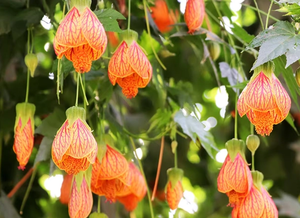 燈籠花種植 燈籠花種植