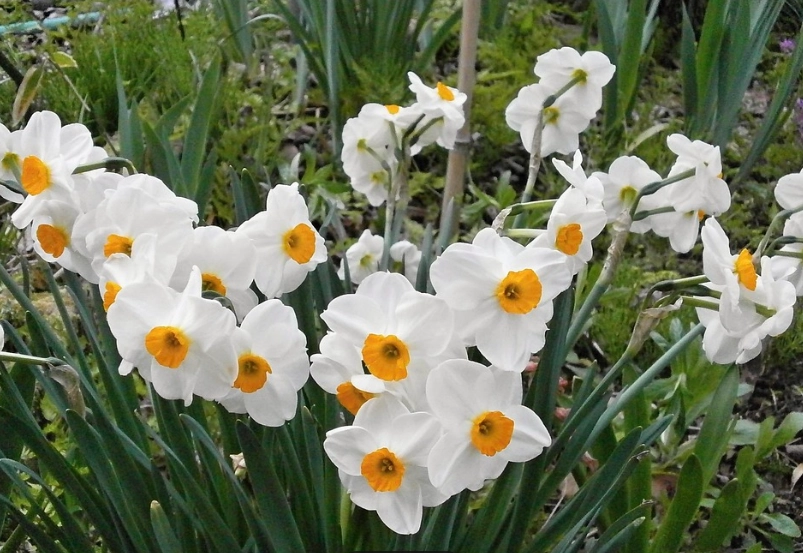 水仙花常見問題 水仙花常見問題