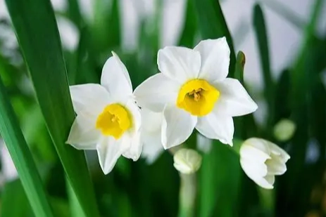 水仙花養護 水仙花養護