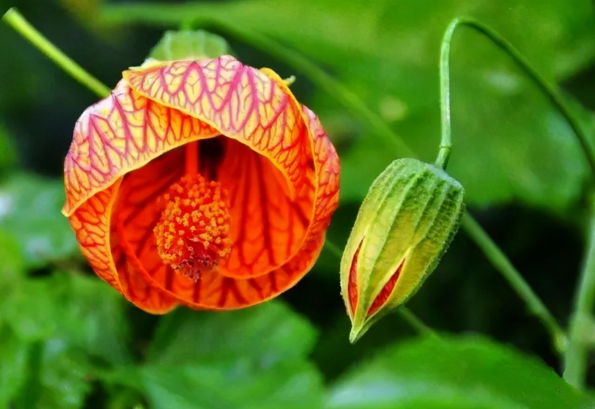 燈籠花種植 燈籠花種植