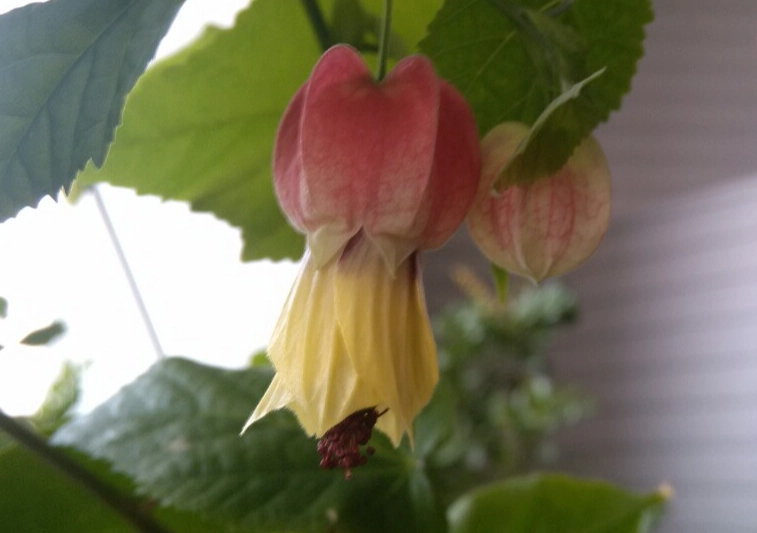 燈籠花種植 燈籠花種植