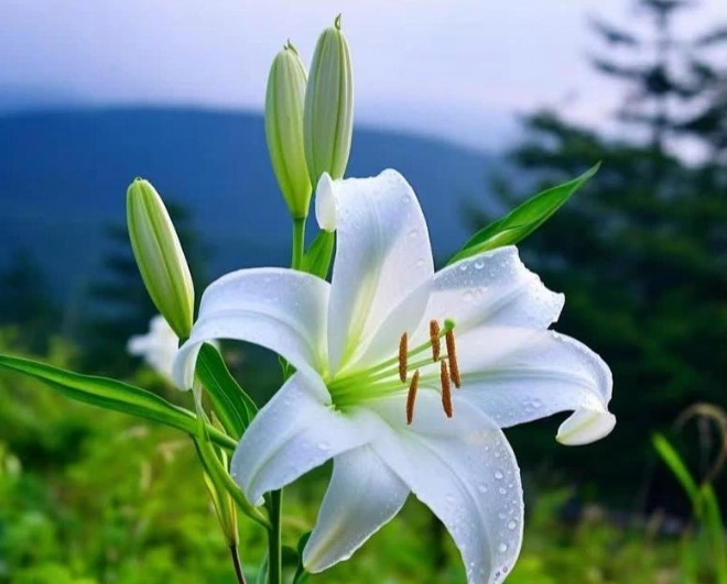 百合花形態 百合花形態