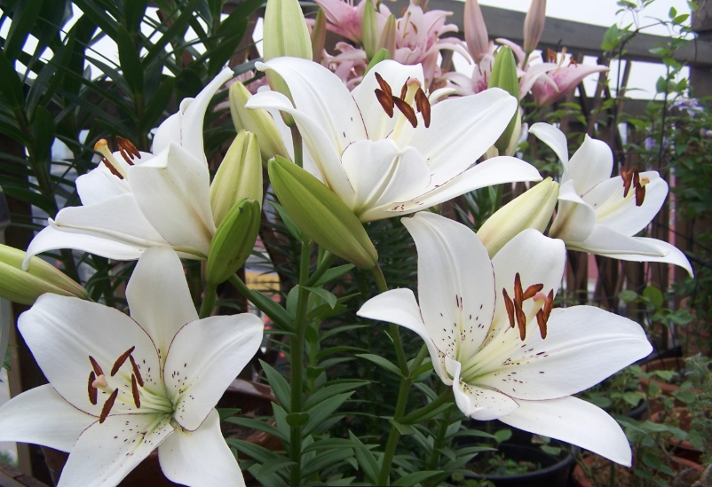 百合花特徵 百合花特徵