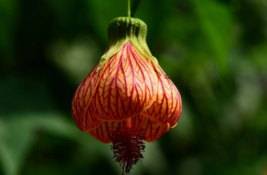 燈籠花種植 燈籠花種植