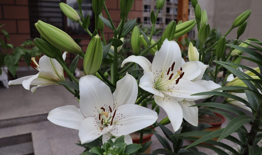 百合花形態 百合花形態