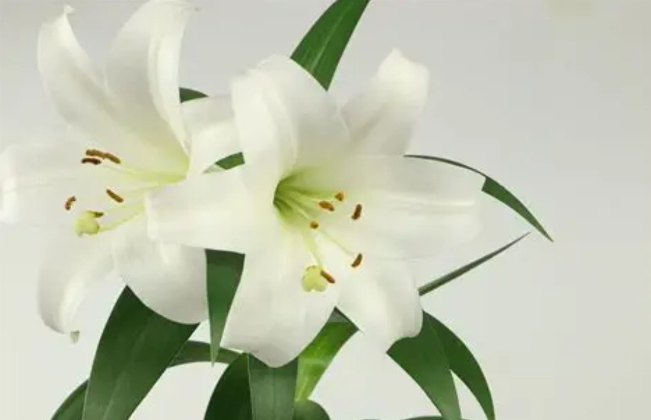 百合花特徵 百合花特徵