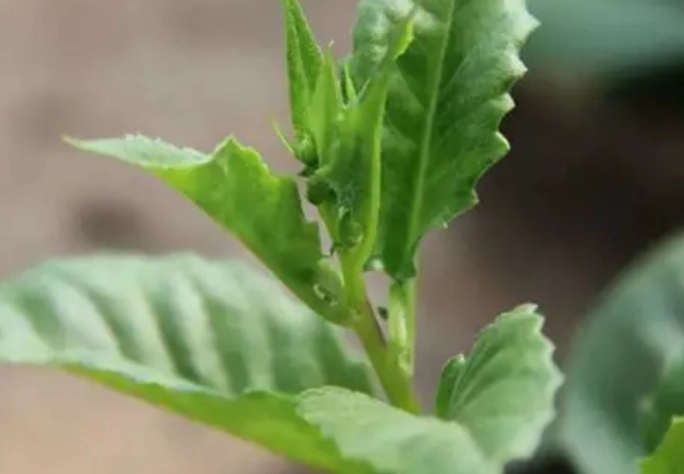 白子菜功效