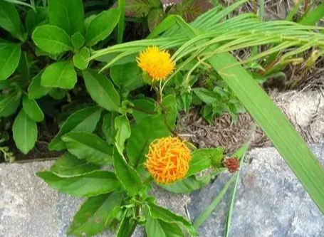 白子菜種植