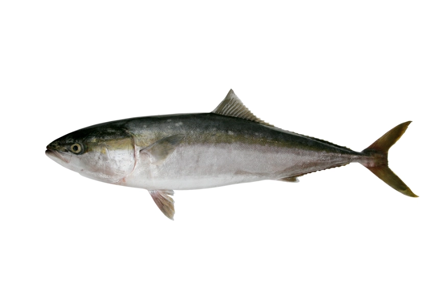 青甘魚膘料理