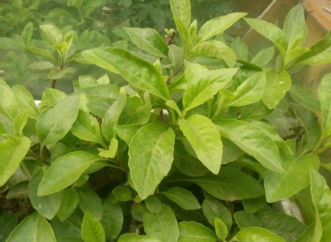 白子菜食譜