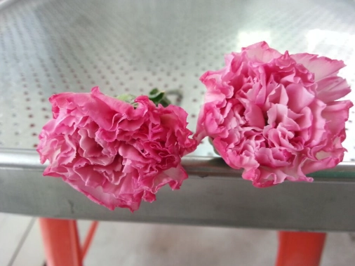 永生花DIY教學 永生花DIY教學