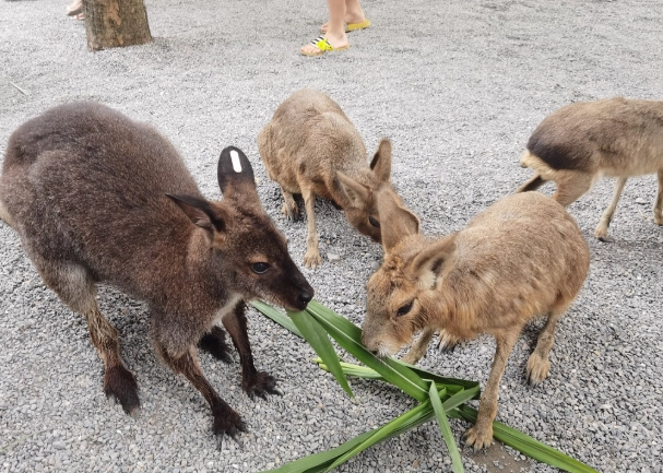 宜蘭農場周邊旅遊 宜蘭農場周邊旅遊